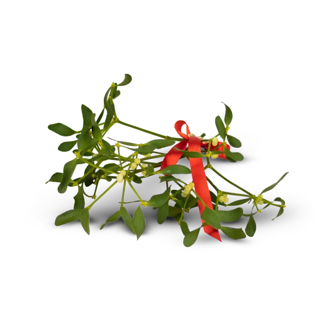 Green mistletoe